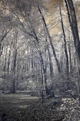 Infra-Red